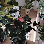 Appartement Balcon